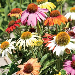 Paradiso Dwarf Mix Echinacea Thumbnail